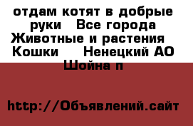 отдам котят в добрые руки - Все города Животные и растения » Кошки   . Ненецкий АО,Шойна п.